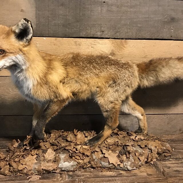 recently-stuffed-fox-809571-en-max