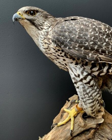 recently-stuffed-gyrfalcon-3311966-en-max