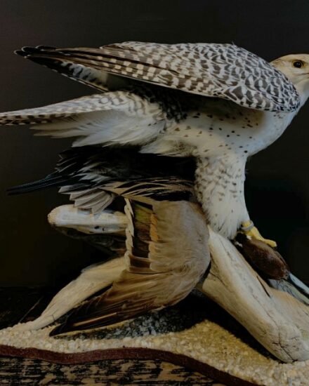 recently-stuffed-gyrfalcon-with-pintail-duck-as-prey-1897055-en-max