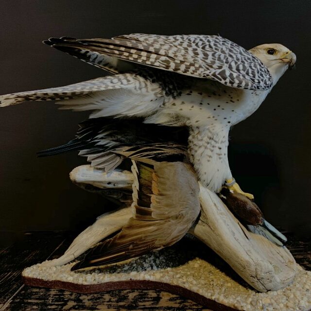 recently-stuffed-gyrfalcon-with-pintail-duck-as-prey-1897055-en-max