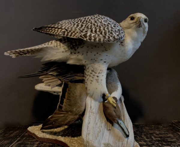 Recently stuffed  Gyrfalcon with pintail duck as prey