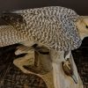 Recently stuffed  Gyrfalcon with pintail duck as prey