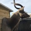 Imposante opgezette kop van een kudu
