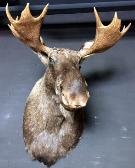 recently-stuffed-head-of-a-scandinavian-moose-378271-en-max