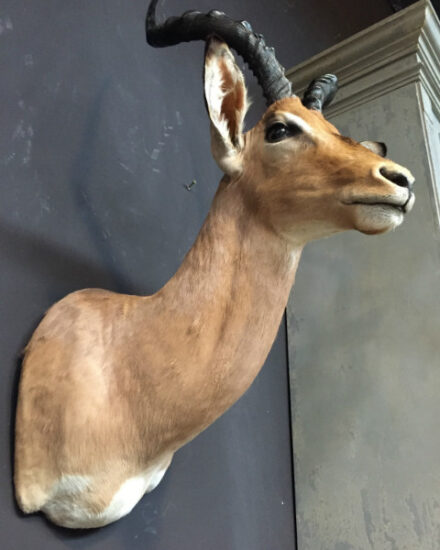 recently-stuffed-head-of-an-impala-477156-en-max