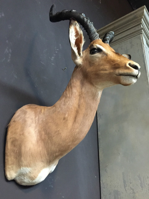 Recently stuffed head of an impala