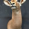 Recently stuffed head of an impala