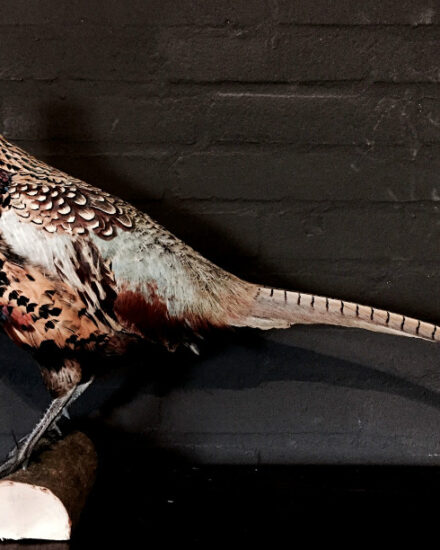 recently-stuffed-pheasants-435431-en-max