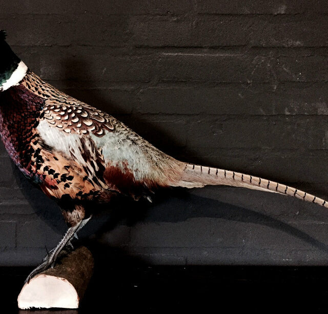 recently-stuffed-pheasants-435431-en-max