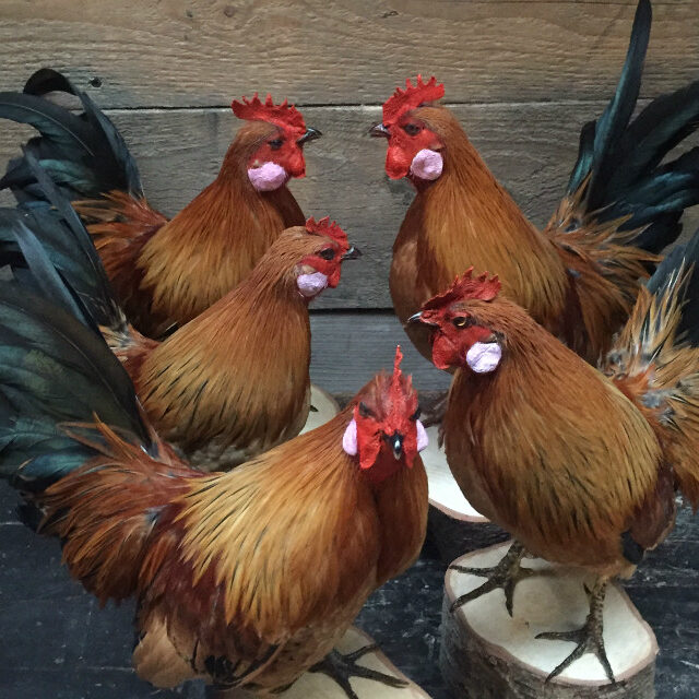 recently-stuffed-roosters-394576-en-max