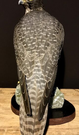 recently-taxidermy-black-gyrfalcon-916859-en-max