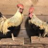 Recently taxidermy roosters.
