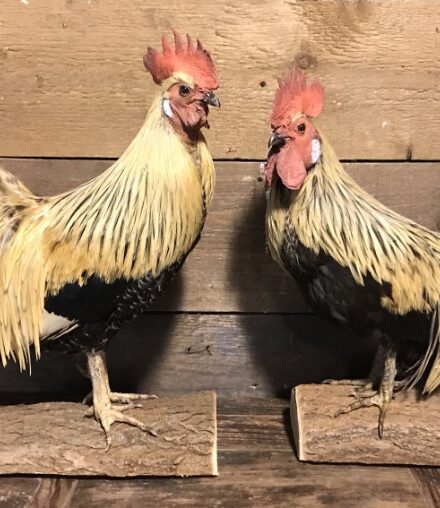 recently-taxidermy-roosters-808705-en-max