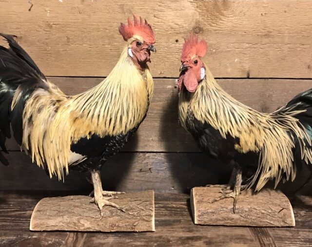 recently-taxidermy-roosters-808705-en-max