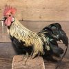 Recently taxidermy roosters.