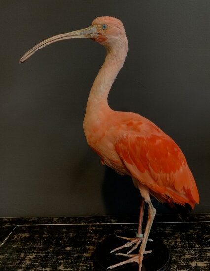 red-ibis-1898865-en-max