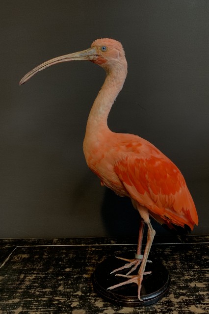 Rode ibis