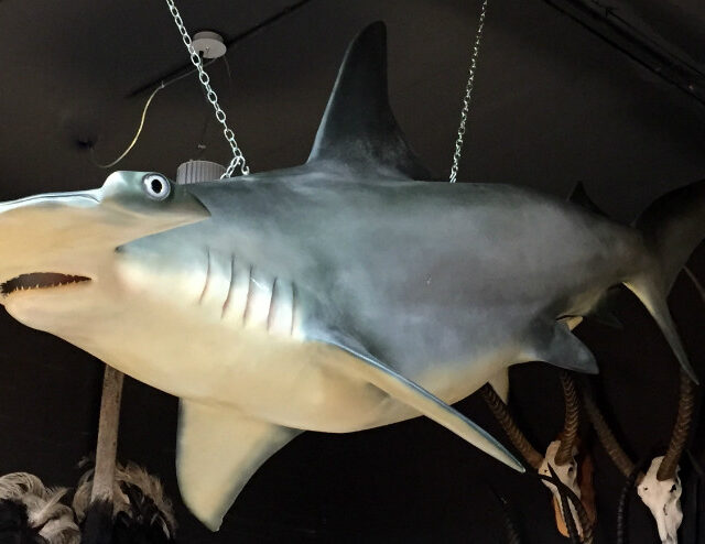 replica-of-a-hammerhead-shark-566623-en-max