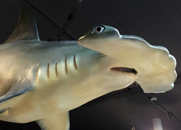 Replica of a hammerhead shark