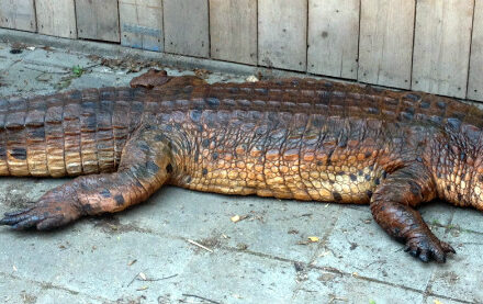 replica-of-a-hughe-false-gharial-1050210-max