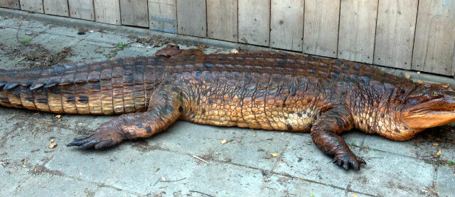 replica-of-a-hughe-false-gharial-1050210-max