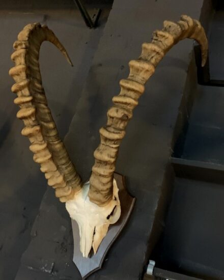 rough-skull-of-an-ibex-2087449-en-max