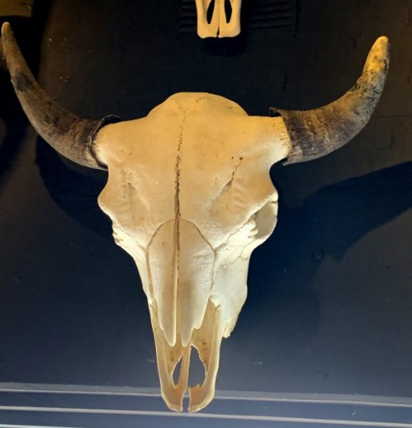 Rugged skull of a very large old bison bull