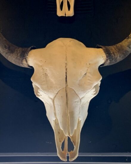 rugged-skull-of-a-very-large-old-bison-bull-1891853-en-max