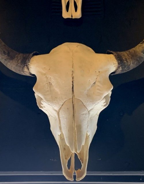 Rugged skull of a very large old bison bull
