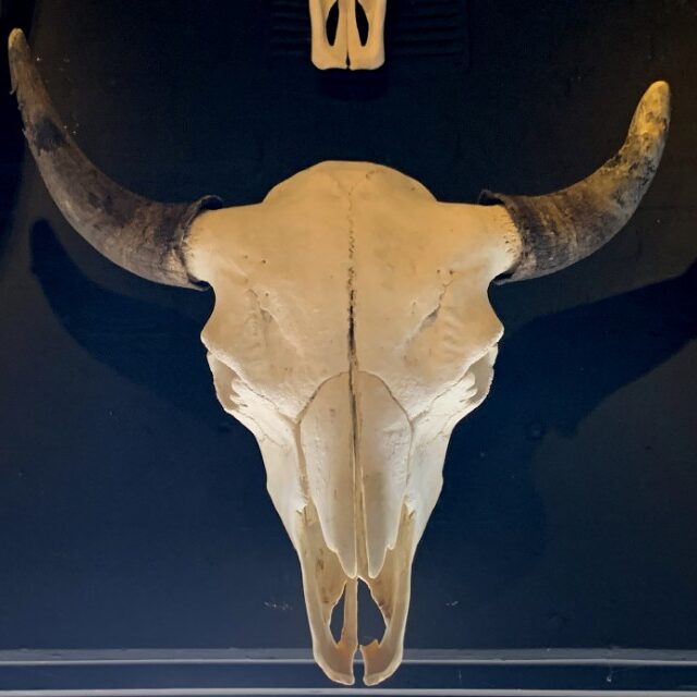 rugged-skull-of-a-very-large-old-bison-bull-1891853-en-max