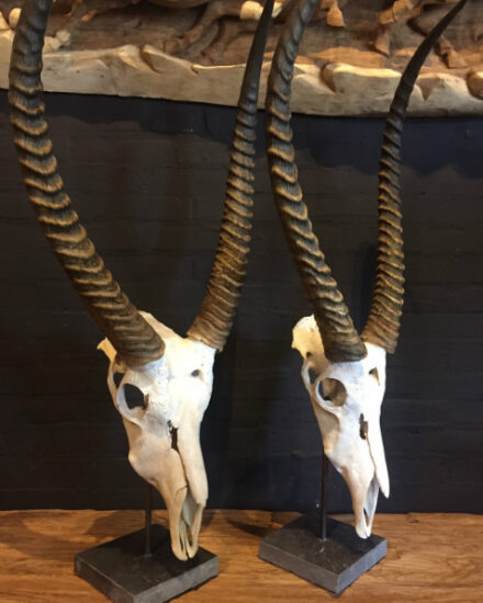 rugged-skulls-of-waterbuck-581585-en-max