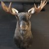 Scandinavian moose head