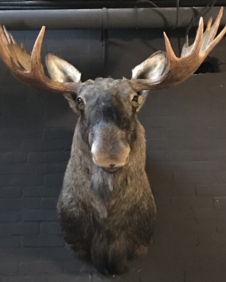 scandinavian-moose-head-916904-en-max