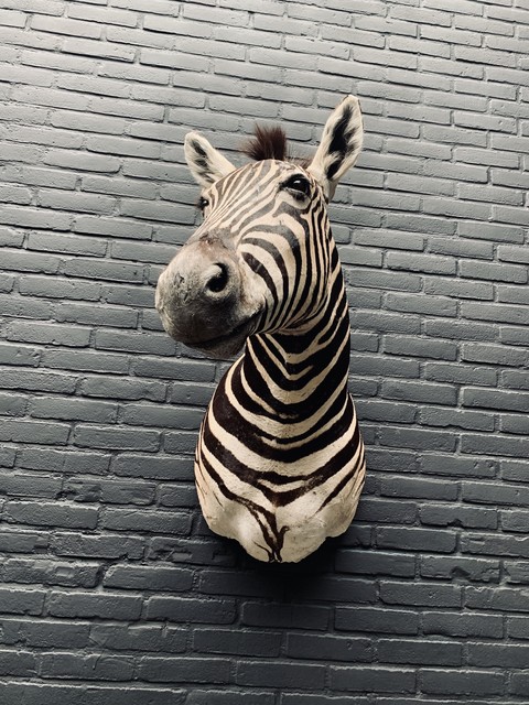 Shouldermount van een Burchell zebra