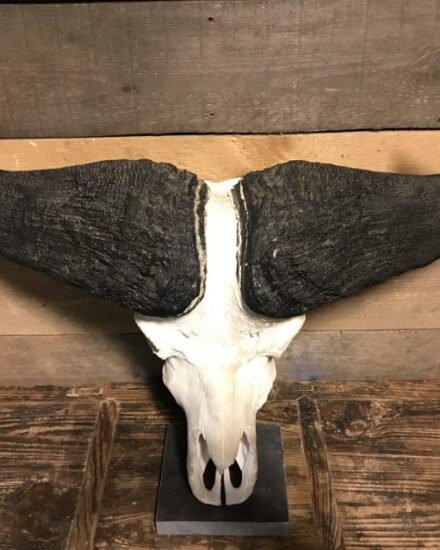 skull-of-a-cape-buffalo-808621-en-max