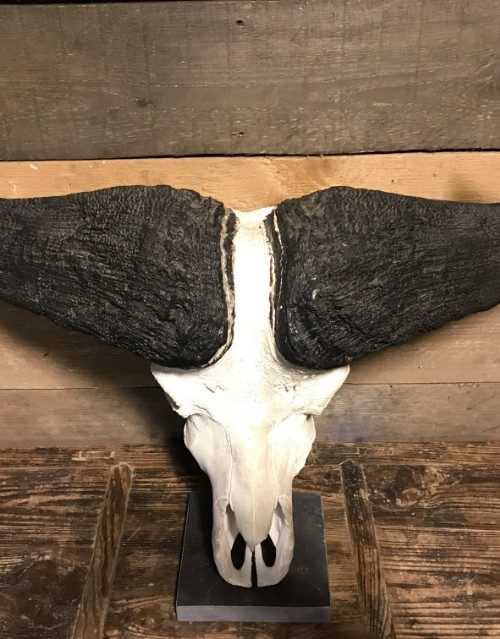 Schädel eines Kaffernbüffel