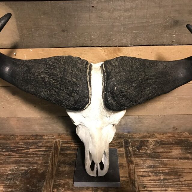 skull-of-a-cape-buffalo-808621-en-max