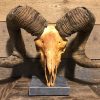 Skull of a huge ram