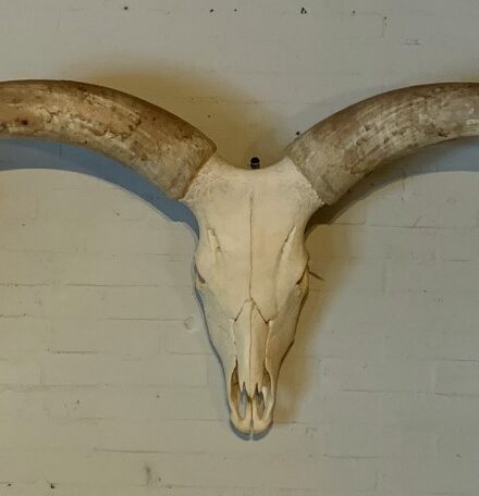 skull-of-a-huge-watusi-bull-1891832-en-max