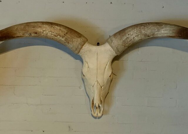 skull-of-a-huge-watusi-bull-1891832-en-max