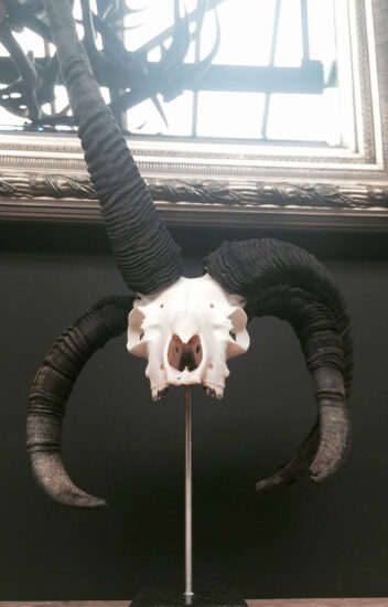 skull-of-a-jacob-sheep-553533-en-max