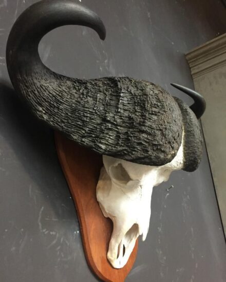 skull-of-a-large-capital-cape-buffalo-518052-en-max