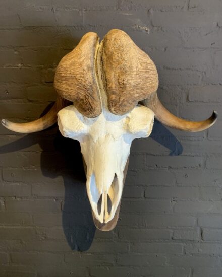 skull-of-a-musk-ox-1932503-en-max