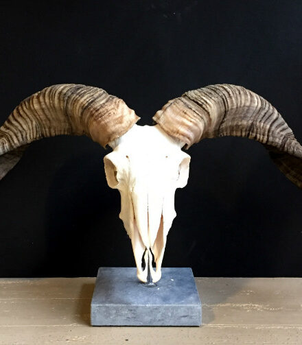 skull-of-a-very-large-ram-511222-en-max