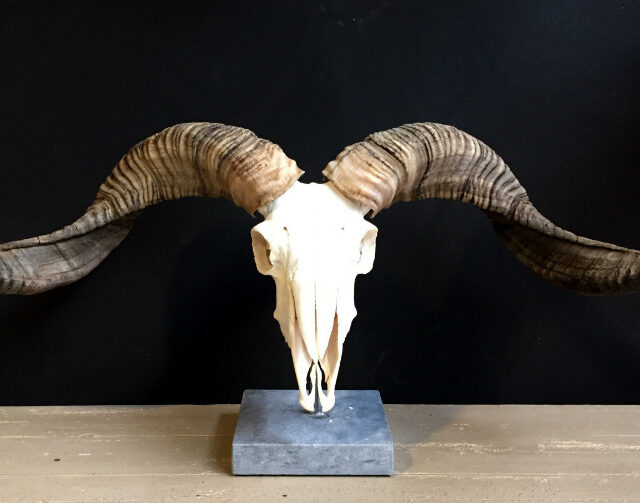 skull-of-a-very-large-ram-511222-en-max