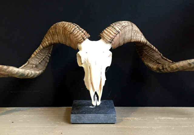 skull-of-a-very-large-ram-511248-en-max