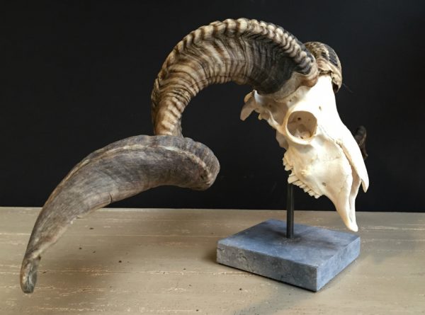 Skull of a very large ram.