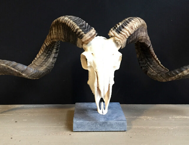 skull-of-a-very-large-ram-511268-en-max