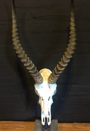 skull-of-an-african-antelope-mounted-on-a-stone-base-581600-en-max