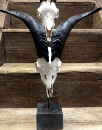 skulls-of-bucks-mounted-on-hard-stone-pedestals-376251-en-max